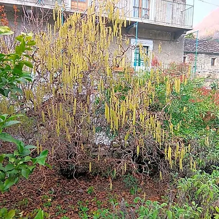 La Casa Antica